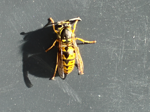Western Yellowjacket