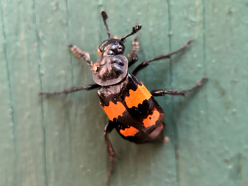 Boreal Burying Beetle