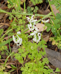 Fumaria capreolata, photograph (c) Carmon, some rights reserved (CC BY-SA)