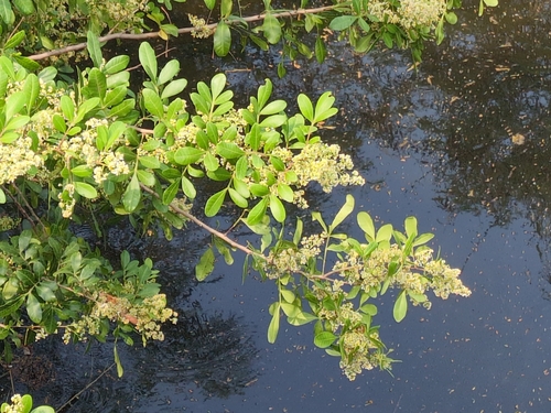 Brazilian pepper