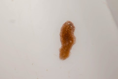 Girardia tigrina
