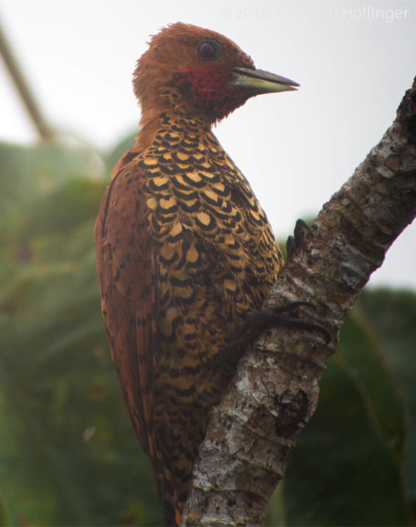 Cinnamon Woodpecker photo