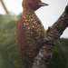 Cinnamon Woodpecker - Photo (c) Peter Hollinger, some rights reserved (CC BY-NC), uploaded by Peter Hollinger