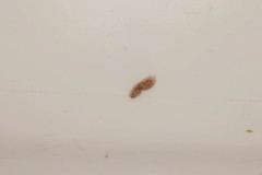 Girardia tigrina