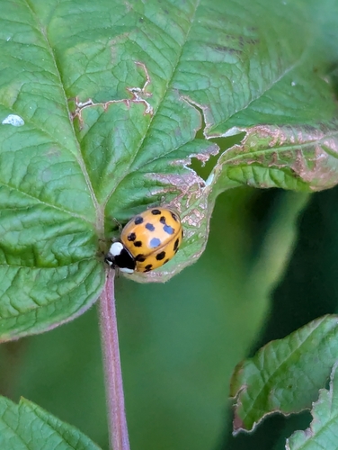 Asian Lady Beetle