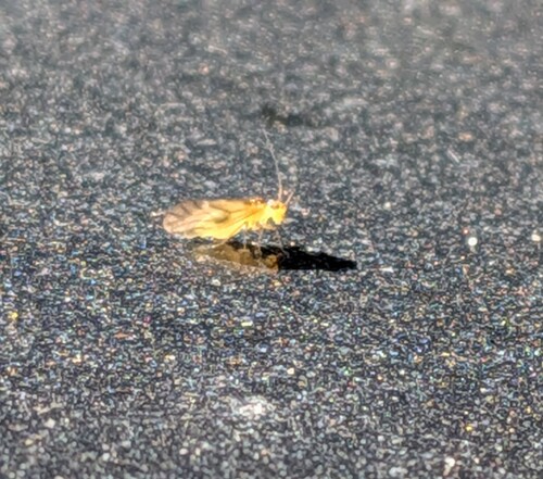 yellow barklouse