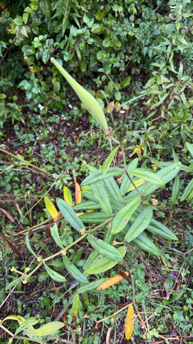 butterfly milkweed