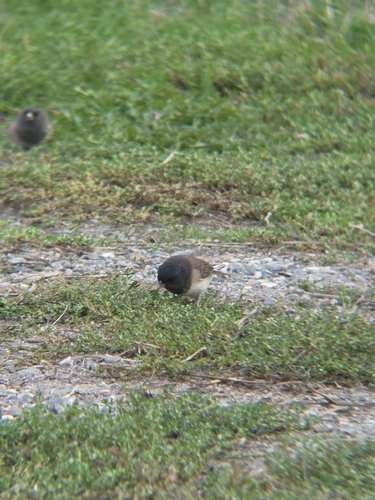 Dark-eyed Junco