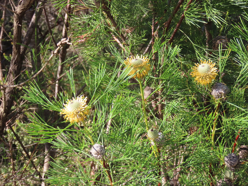 Isopogon anethifolius; photograph (c) ian_mcallan, some rights reserved (CC BY)
