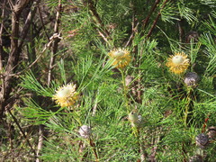 Isopogon anethifolius