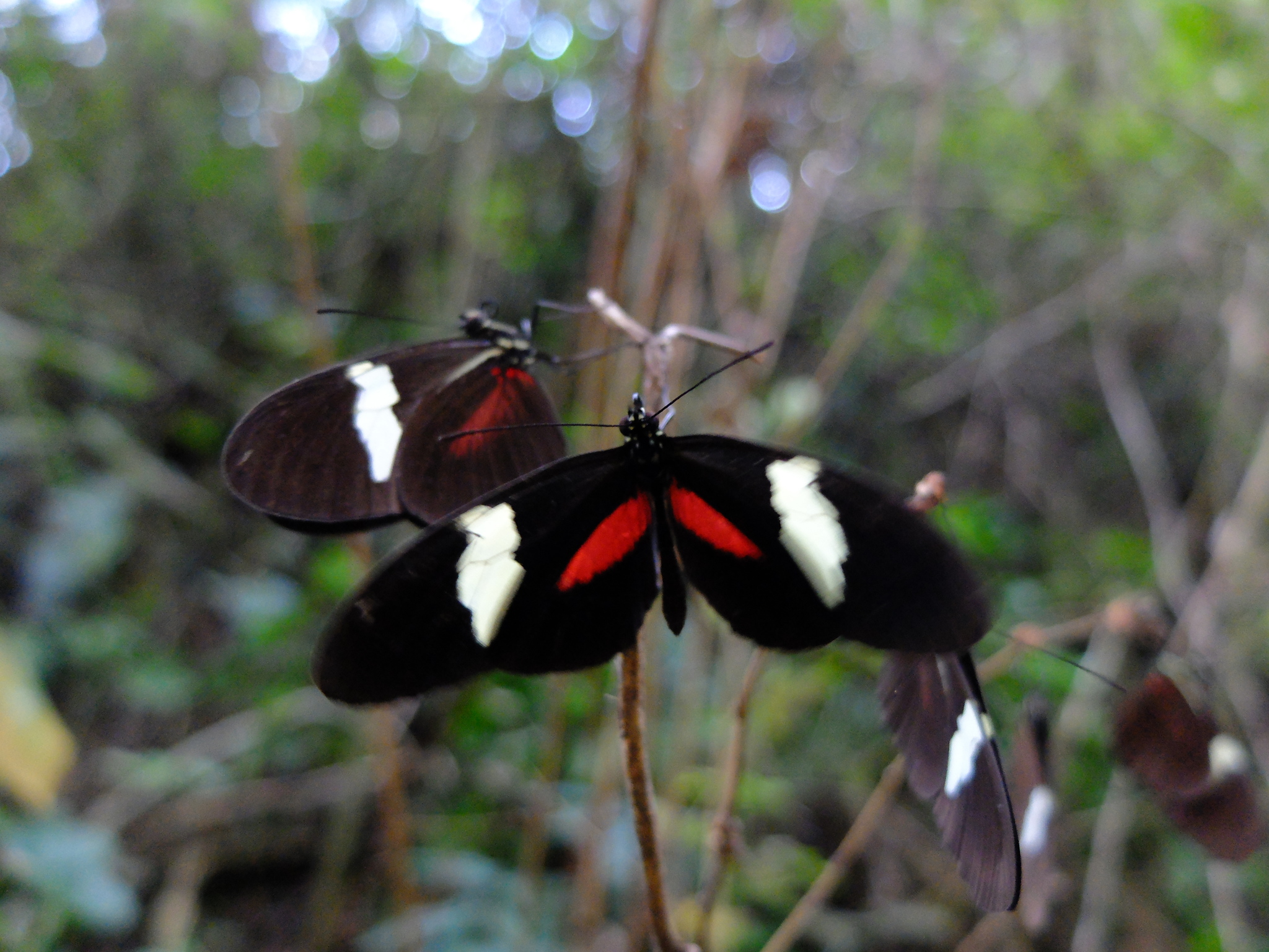 Heliconius himera image