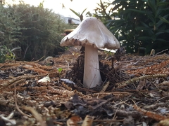 Volvopluteus gloiocephalus