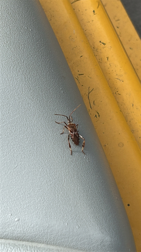 Western Conifer Seed Bug