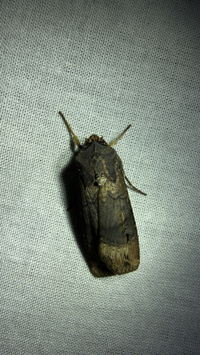 Ipsilon Dart Moth