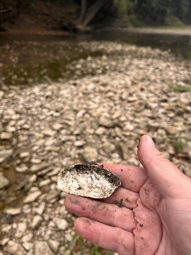 Pondmussel