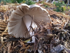 Volvopluteus gloiocephalus