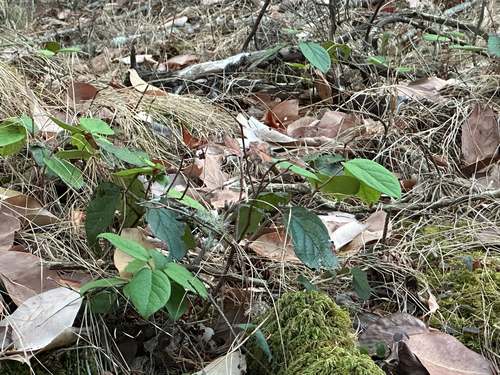 salal
