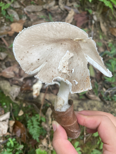 Hongo's False Death Cap