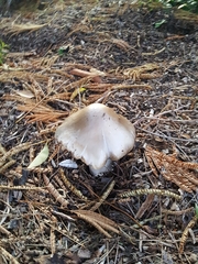 Volvopluteus gloiocephalus