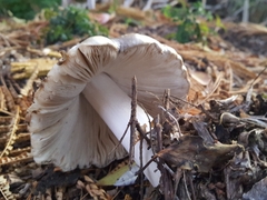 Volvopluteus gloiocephalus