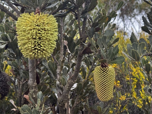 Banksia lemanniana