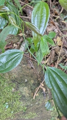Smilax lanceifolia