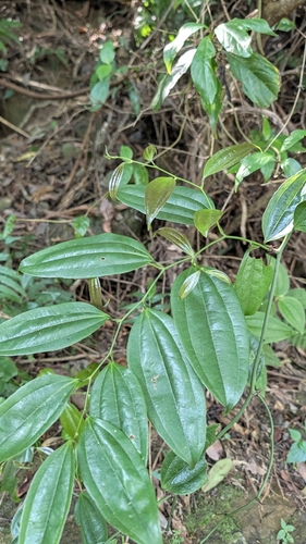 Smilax lanceifolia, photograph 2