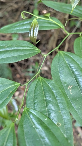 Smilax lanceifolia, photograph 3