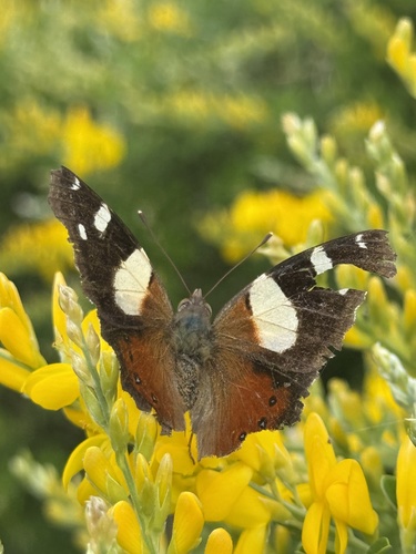 Yellow Admiral