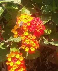 Anthophora californica
