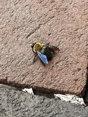 Xylocopa virginica