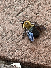 Xylocopa virginica