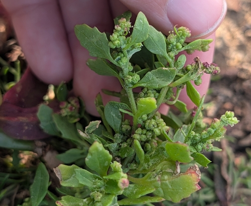 Chenopodiastrum murale
