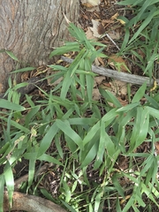 Chasmanthium latifolium, photograph (c) Suanne Pyle, some rights reserved (CC BY)