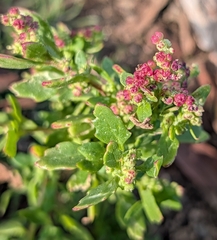 Chenopodiastrum murale, photograph (c) Jessica Utrup, some rights reserved (CC BY)