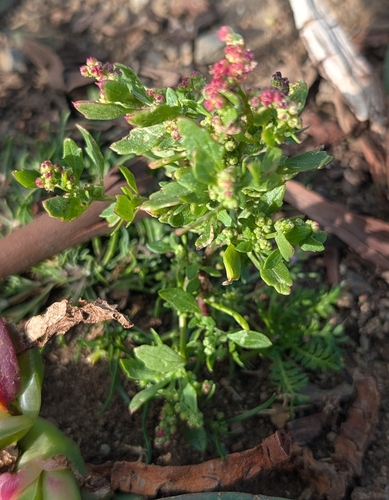 Chenopodiastrum murale, photograph 2