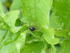 Psylliodes chalcomera