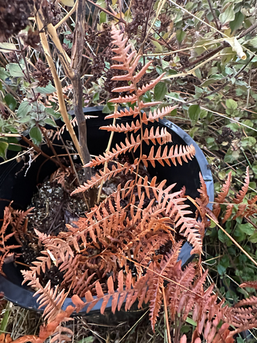 common bracken
