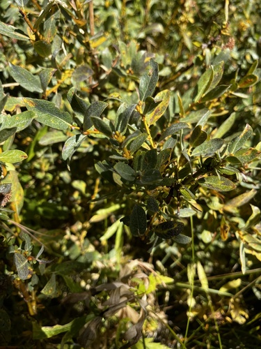 iNaturalist observation photo of Willows