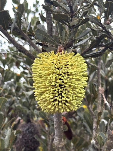 Banksia lemanniana, photograph 1