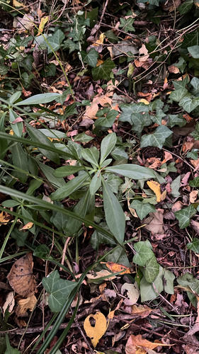 Spurge-laurel