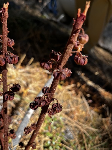 iNaturalist observation photo of woodland pinedrops