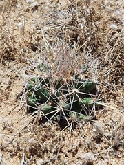 Coryphantha robustispina uncinata