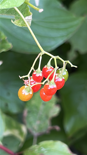 bittersweet nightshade