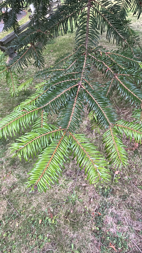 grand fir