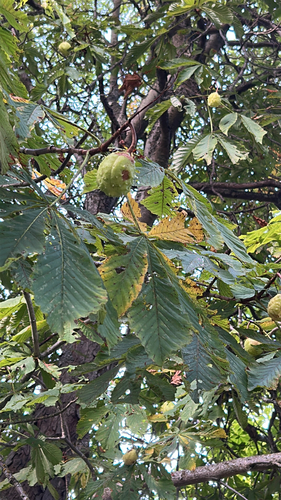 horse-chestnut