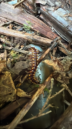 Nearctodesmus insulanus