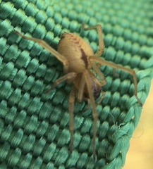 Cheiracanthium pennatum