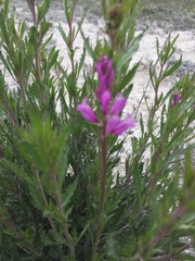 Polygala cretacea