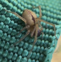 Cheiracanthium pennatum